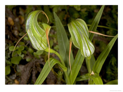 Pterostylis Patens, Tongariro, New Zealand by Bob Gibbons Pricing Limited Edition Print image