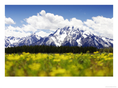Snow-Capped Mount Moran & Teton Range With Yellow Flowers, Wyoming, Usa by Mark Hamblin Pricing Limited Edition Print image