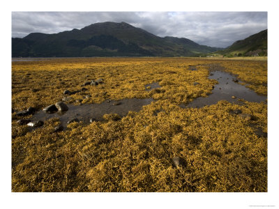 Wig-Wrack, Uncommon Form Of Egg-Wrack, Loch Duich, North West Scotland by Bob Gibbons Pricing Limited Edition Print image