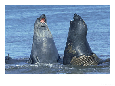 Southern Elephant Seal, Males Fighting, Falklands by Kenneth Day Pricing Limited Edition Print image
