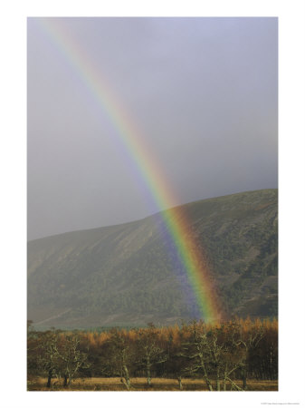 Rainbow In Autumn Over Alder Woodland And Hill, Highlands, Uk by Mark Hamblin Pricing Limited Edition Print image