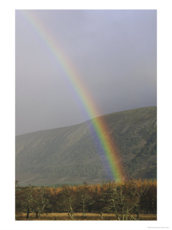 Rainbow In Autumn Over Alder Woodland And Hill, Highlands, Uk by Mark Hamblin Pricing Limited Edition Print image
