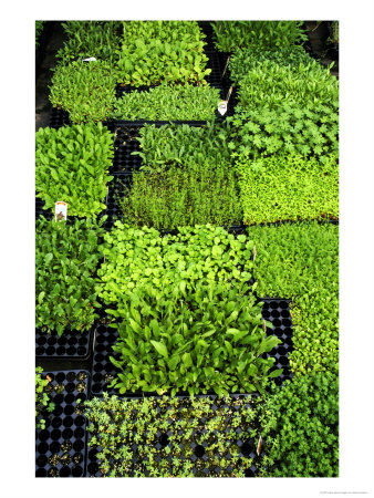 Seedlings In Seed Tray by Mark Hamblin Pricing Limited Edition Print image