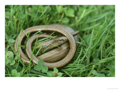 Slow Worm, Anguis Fragilis Coiled In Grass Uk by Mark Hamblin Pricing Limited Edition Print image