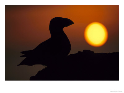 Atlantic Puffinfratercula Arcticasilhouetted Against Setting Sun, Inner Hebrides, Scotland by Mark Hamblin Pricing Limited Edition Print image
