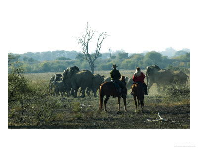 Guest On Horse Safari At Mashatu Game Reserve, Botswana by Roger De La Harpe Pricing Limited Edition Print image
