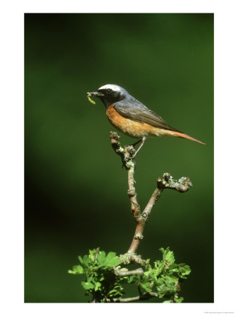Redstart, Phoenicurus Phoenicurus Male Perched Derbyshire, Uk by Mark Hamblin Pricing Limited Edition Print image