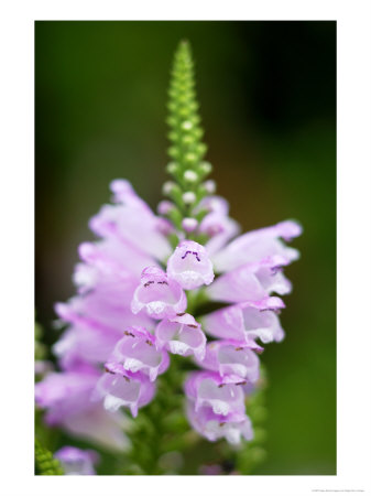 Obedience Flower, Howick, South Africa by Roger De La Harpe Pricing Limited Edition Print image