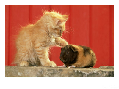 Orange Kitten Playing With Guinea Pig by Alan And Sandy Carey Pricing Limited Edition Print image
