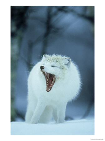 Arctic Fox, Alopex Lagopus Adult Yawning, In Winter Coat, Norway by Mark Hamblin Pricing Limited Edition Print image