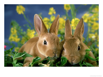 Mini-Rex Rabbits, Young by Alan And Sandy Carey Pricing Limited Edition Print image