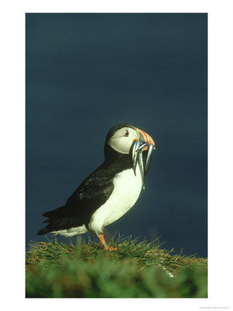 Puffin, Fratercula Arctica Adult With Sand Eels Scotland by Mark Hamblin Pricing Limited Edition Print image