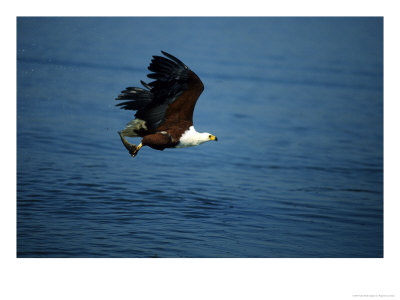 Fish Eagle In Flight After Catching A Fish, Greater St. Lucia Wetland Park, South Africa by Roger De La Harpe Pricing Limited Edition Print image