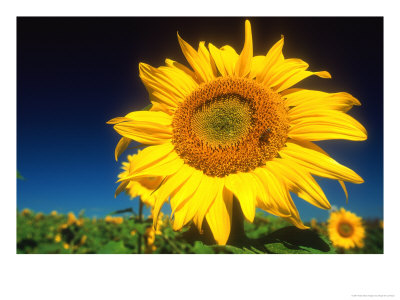 Sunflower, Senekal, South Africa by Roger De La Harpe Pricing Limited Edition Print image