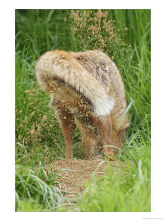 Red Fox, Hind View Of Red Fox Digging, Sussex, Uk by Elliott Neep Pricing Limited Edition Print image