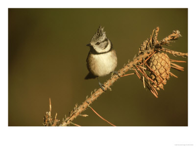 Crested Tit On Pine Branch, Uk by Mark Hamblin Pricing Limited Edition Print image