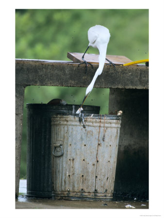 Great Egret, Feeding In A Garbage Can, Usa by Philippe Henry Pricing Limited Edition Print image