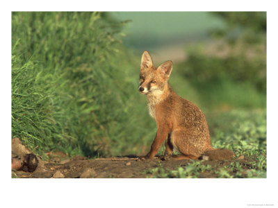 Red Fox, Vulpes Vulpes, Uk by Mark Hamblin Pricing Limited Edition Print image
