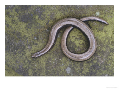 Slow Worm, Coiled, Basking On Rock, Uk by Mark Hamblin Pricing Limited Edition Print image