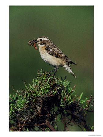 Whinchat by Mark Hamblin Pricing Limited Edition Print image