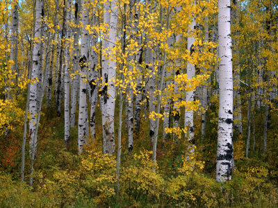 Aspen Trees Near Mcclure Pass In Gunnison National Forest, Gunnison, Colorado, Usa by Greg Gawlowski Pricing Limited Edition Print image