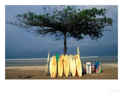 Surfboards Lean Against Lone Tree On Beach In Kuta, Bali, Indonesia by Paul Souders Pricing Limited Edition Print image