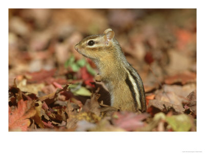 Eastern Chipmunk, Amongst Autumn Leaves, Usa by Mark Hamblin Pricing Limited Edition Print image