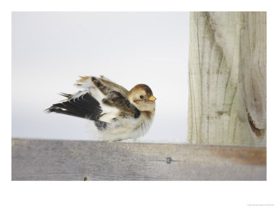 Snow Bunting, Adult Female Preening, Scotland by Mark Hamblin Pricing Limited Edition Print image