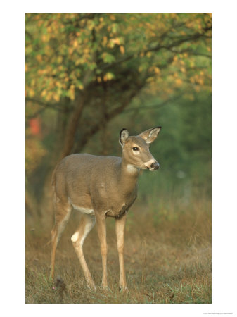 White-Tailed Deer, Odocoileus Virginianus Doe In Clearing, Autumn Foliage, Usa by Mark Hamblin Pricing Limited Edition Print image