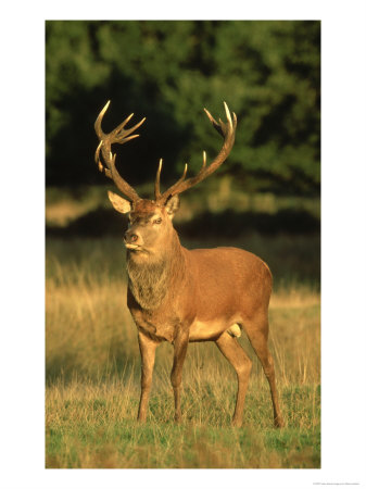 Red Deer, Cervus Elaphus, Uk by Mark Hamblin Pricing Limited Edition Print image