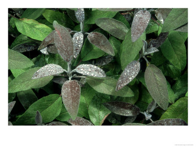 Purple Sage, Close Up Of Leaves And Water Drops by Mark Hamblin Pricing Limited Edition Print image