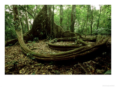 Nakatambol Tree, Vanuatu Island, South Pacific by Patricio Robles Gil Pricing Limited Edition Print image