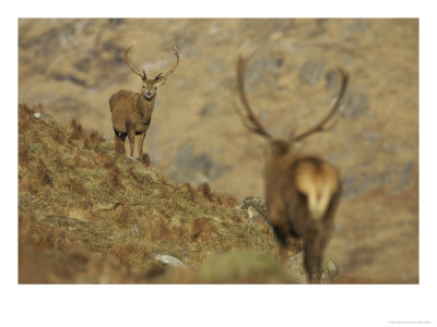 Red Deer, Stag Approaching Other, Scotland by Mark Hamblin Pricing Limited Edition Print image