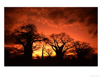 Baines Baobabs, Botswana by Roger De La Harpe Pricing Limited Edition Print image