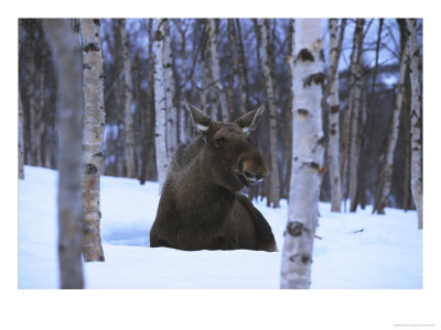 Elk Or Moose, Resting In Snow, Norway by Mark Hamblin Pricing Limited Edition Print image