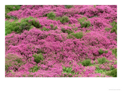 Bell Heather by Mark Hamblin Pricing Limited Edition Print image