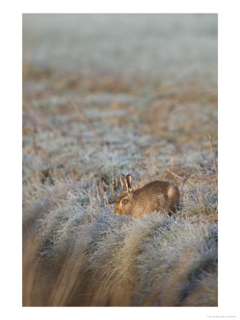 Brown Hare, Portrait Of Brown Hare Sitting At Edge Of Frosty Field, Lancashire, Uk by Elliott Neep Pricing Limited Edition Print image