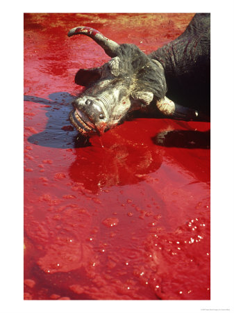 Buffalo Lying In Pool Of Blood, Karachi, Pakistan by Javed Jafferji Pricing Limited Edition Print image