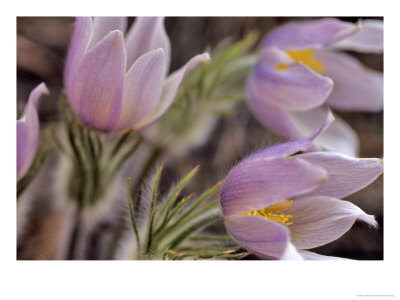 Pasque Flowers by Chuck Haney Pricing Limited Edition Print image