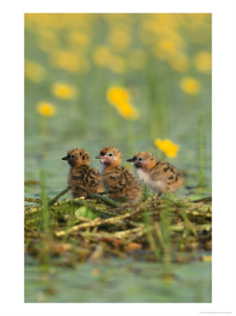 Common Ternsterna Hirundothree Chicks On Nestkopacki Rit, Yugoslavia by Stevan Stefanovic Pricing Limited Edition Print image