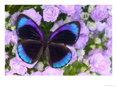 Blue And Black Butterfly On Lavender Flowers, Sammamish, Washington, Usa by Darrell Gulin Pricing Limited Edition Print image
