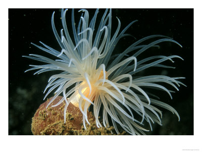 Sea Loch Anemone, Stallion Rock, Scotland by Paul Kay Pricing Limited Edition Print image