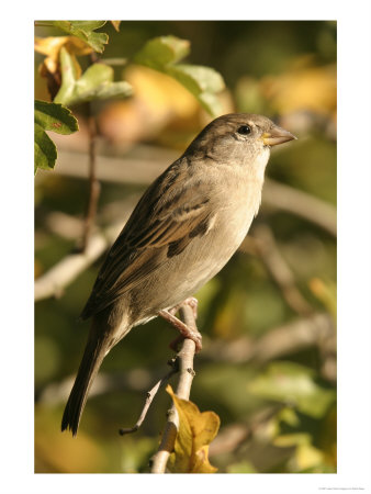 House Sparrow, Male Perching, Middlesex by Elliott Neep Pricing Limited Edition Print image