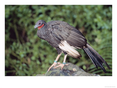 White Winged Guan, Cerro Chaparri, Peru by Mark Jones Pricing Limited Edition Print image