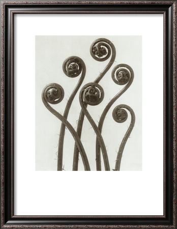 Adiantum Pedatum, Hair Fern by Karl Blossfeldt Pricing Limited Edition Print image