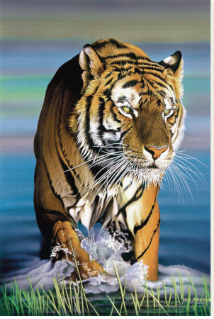 Tiger In Water by Ken Messom Pricing Limited Edition Print image