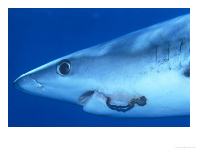 Blue Shark, Prionace Glauca, Offshore, Usa by Richard Herrmann Pricing Limited Edition Print image