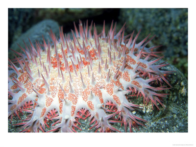 Crown Of Thorns, Clarion Island, Mexico by Richard Herrmann Pricing Limited Edition Print image