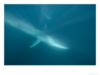 Fin Whale, Los Coronados Islands, Mexico, Pacific Ocean by Richard Herrmann Pricing Limited Edition Print image