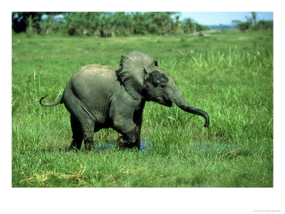 Elephants, Calf Ely, Kenya by Martyn Colbeck Pricing Limited Edition Print image